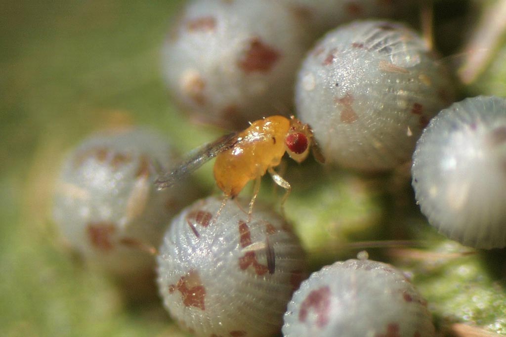 Insectos Parasitoides