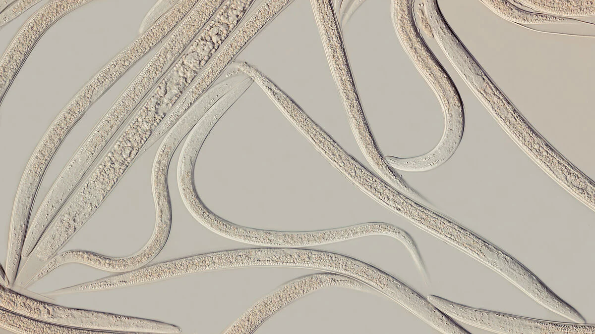Nematodos Entomopatógenos