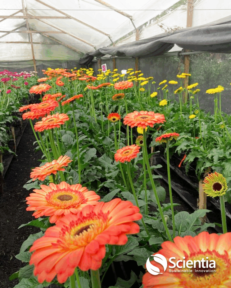 Gerberas