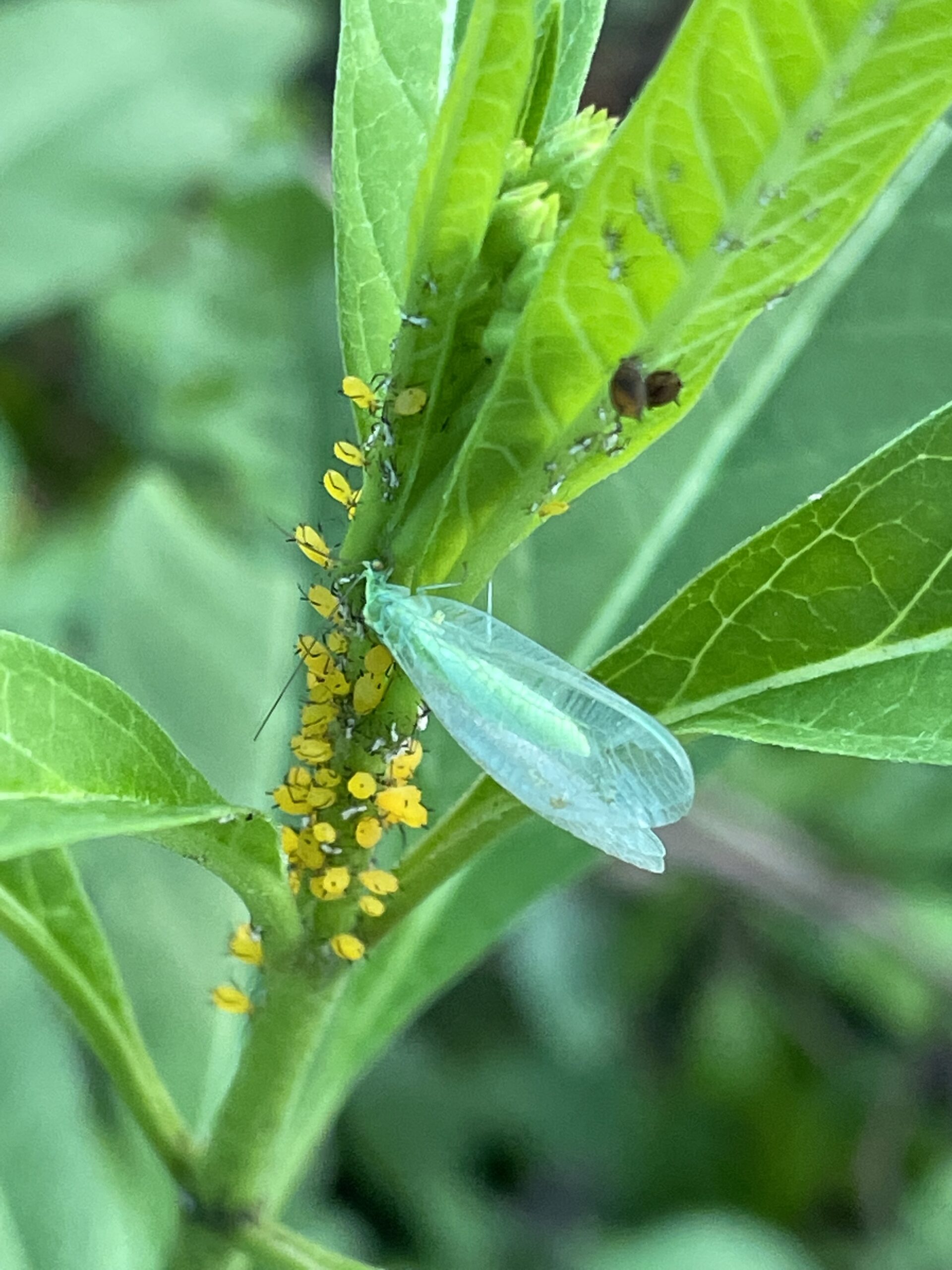 Insectos Depredadores