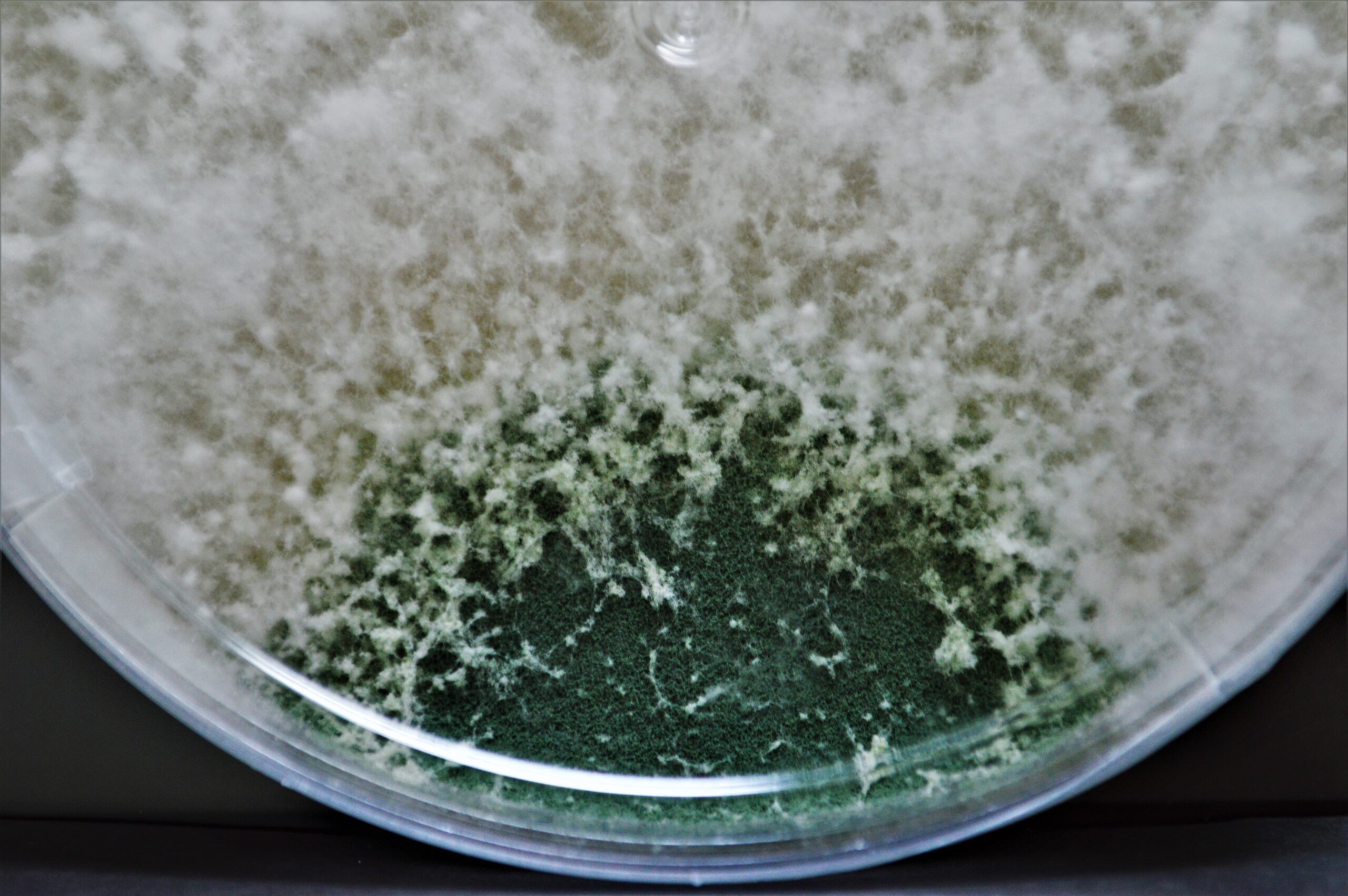 Microorganismos