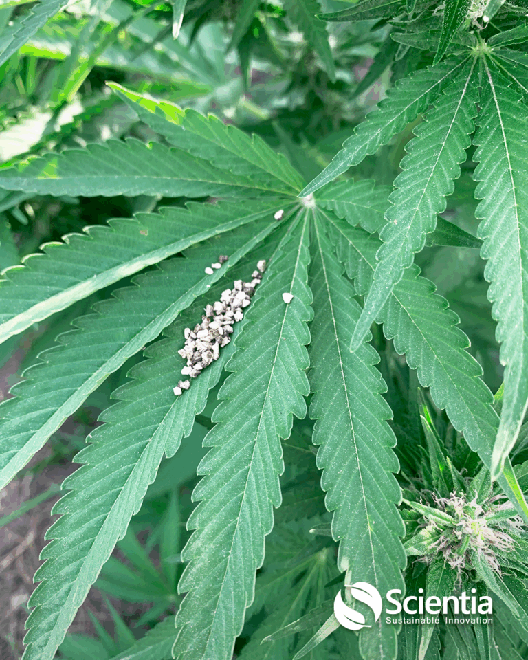 canabis